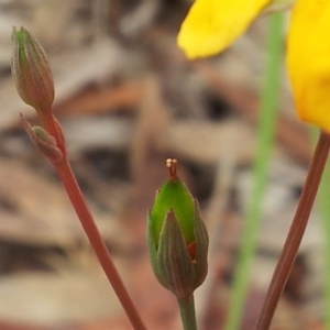 Hypericum gramineum at Kambah, ACT - 17 Nov 2017 10:49 AM