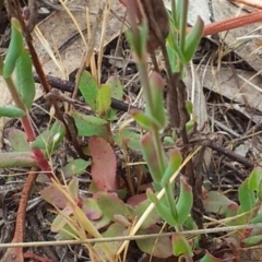 Hypericum gramineum at Kambah, ACT - 17 Nov 2017 10:49 AM