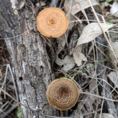 Lentinus arcularius (Fringed Polypore) at Mount Majura - 18 Nov 2017 by WalterEgo