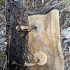 Lentinus arcularius at Hackett, ACT - 18 Nov 2017