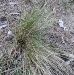 Nassella trichotoma at Hackett, ACT - 18 Nov 2017 04:52 PM