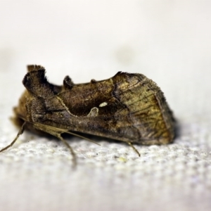 Chrysodeixis eriosoma at O'Connor, ACT - 4 Oct 2017 08:50 PM