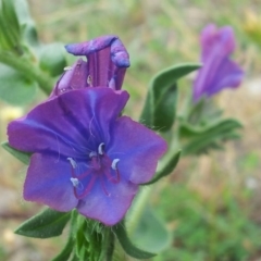 Echium plantagineum (Paterson's Curse) at Kambah, ACT - 17 Nov 2017 by RosemaryRoth