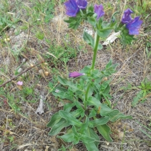 Echium plantagineum at Kambah, ACT - 17 Nov 2017