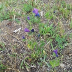 Echium plantagineum at Kambah, ACT - 17 Nov 2017