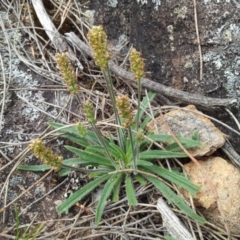 Plantago gaudichaudii (Narrow Plantain) at Kambah, ACT - 17 Nov 2017 by RosemaryRoth