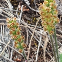 Plantago gaudichaudii at Kambah, ACT - 17 Nov 2017 01:16 PM