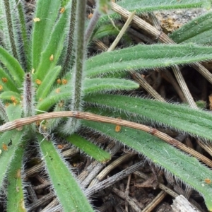 Plantago gaudichaudii at Kambah, ACT - 17 Nov 2017