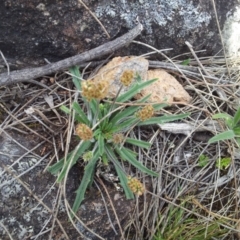 Plantago gaudichaudii at Kambah, ACT - 17 Nov 2017