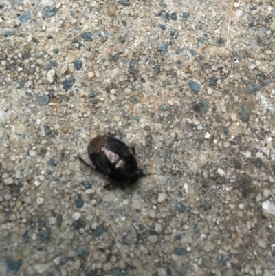 Cydnidae (family) (Burrower bug) at Lyneham, ACT - 19 Nov 2017 by W