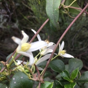 Clematis aristata at Cotter River, ACT - 19 Nov 2017