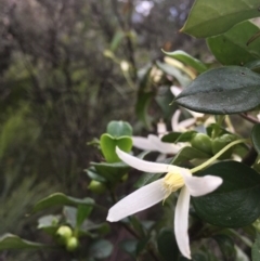 Clematis aristata at Cotter River, ACT - 19 Nov 2017