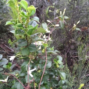 Clematis aristata at Cotter River, ACT - 19 Nov 2017