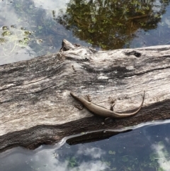 Eulamprus heatwolei (Yellow-bellied Water Skink) at Namadgi National Park - 18 Nov 2017 by W