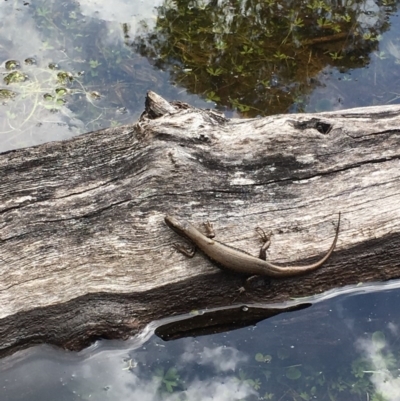 Eulamprus heatwolei (Yellow-bellied Water Skink) at Namadgi National Park - 18 Nov 2017 by W