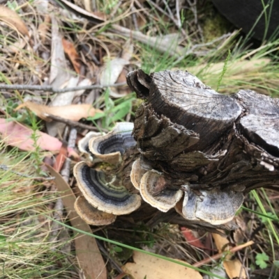 Trametes versicolor (Turkey Tail) at Namadgi National Park - 18 Nov 2017 by W