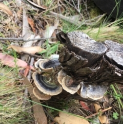 Trametes versicolor (Turkey Tail) at Cotter River, ACT - 18 Nov 2017 by W