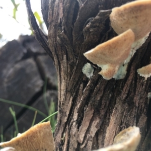 Trametes versicolor at Cotter River, ACT - 19 Nov 2017