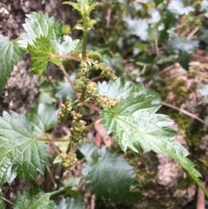 Urtica sp. at Gibraltar Pines - 19 Nov 2017