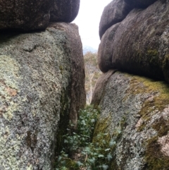 Urtica sp. at Gibraltar Pines - 19 Nov 2017 10:57 AM