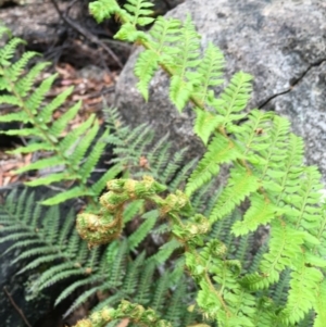 Polystichum proliferum at Paddys River, ACT - 19 Nov 2017