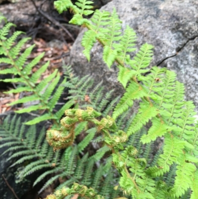 Polystichum proliferum (Mother Shield Fern) at Gibraltar Pines - 19 Nov 2017 by W