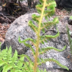 Polystichum proliferum at Paddys River, ACT - 19 Nov 2017