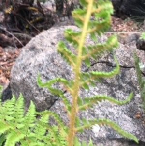 Polystichum proliferum at Paddys River, ACT - 19 Nov 2017