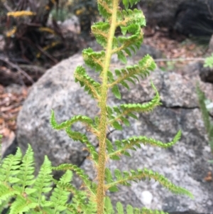 Polystichum proliferum at Paddys River, ACT - 19 Nov 2017 11:06 AM