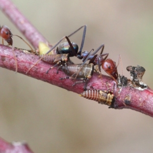 Eurymelinae (subfamily) at Forde, ACT - 18 Nov 2017 04:46 PM