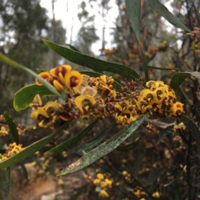 Daviesia mimosoides subsp. mimosoides at Paddys River, ACT - 19 Nov 2017 by W