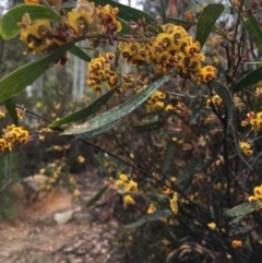 Daviesia mimosoides subsp. mimosoides at Paddys River, ACT - 19 Nov 2017