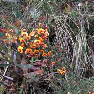 Daviesia ulicifolia subsp. ulicifolia at Cotter River, ACT - 19 Nov 2017