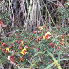 Daviesia ulicifolia subsp. ulicifolia at Cotter River, ACT - 19 Nov 2017