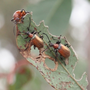 Ecnolagria grandis at Forde, ACT - 18 Nov 2017