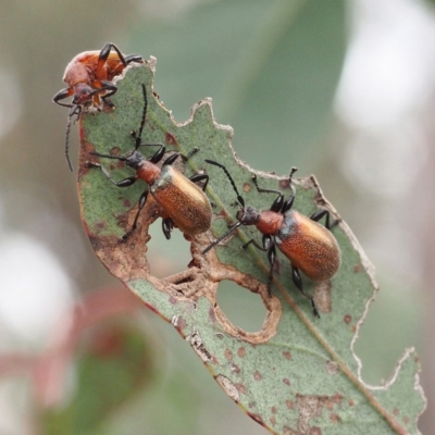 Ecnolagria grandis (Honeybrown beetle) at Forde, ACT - 18 Nov 2017 by David