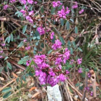 Indigofera australis subsp. australis (Australian Indigo) at Paddys River, ACT - 19 Nov 2017 by W