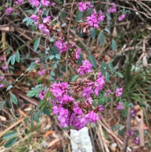 Indigofera australis subsp. australis at Paddys River, ACT - 19 Nov 2017