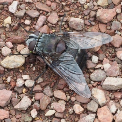 Rutilia (Donovanius) sp. (genus & subgenus) (A Bristle Fly) at Mulligans Flat - 18 Nov 2017 by David