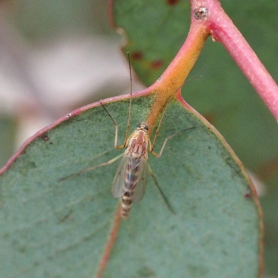 Chironomidae (family) (Non-biting Midge) at Mulligans Flat - 18 Nov 2017 by David