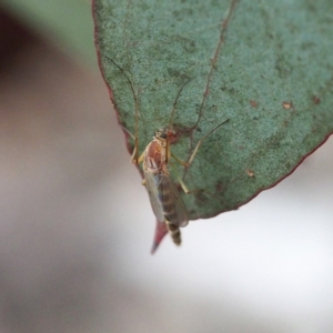 Chironomidae (family) at Forde, ACT - 18 Nov 2017
