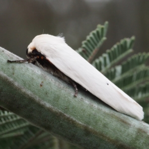 Maroga melanostigma at Gungahlin, ACT - 18 Nov 2017 05:26 PM