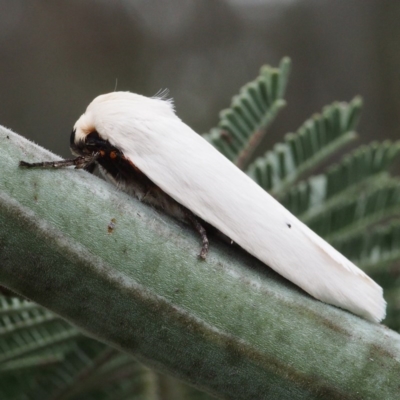 Maroga melanostigma (Pecan Stem Girdler) at Mulligans Flat - 18 Nov 2017 by David