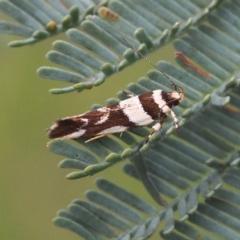 Macrobathra desmotoma ( A Cosmet moth) at Mulligans Flat - 18 Nov 2017 by David