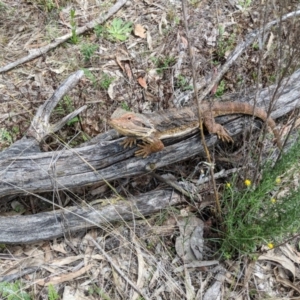 Pogona barbata at Hackett, ACT - suppressed