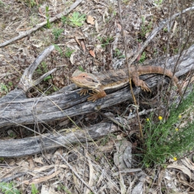 Pogona barbata (Eastern Bearded Dragon) at Mount Majura - 19 Nov 2017 by WalterEgo