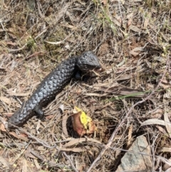 Tiliqua rugosa (Shingleback Lizard) at Mount Majura - 19 Nov 2017 by WalterEgo