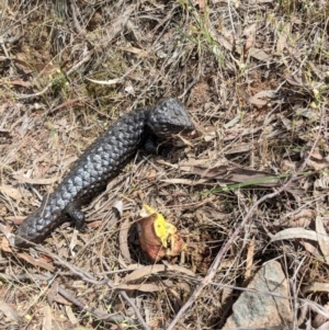 Tiliqua rugosa at Canberra Central, ACT - 19 Nov 2017 11:48 AM