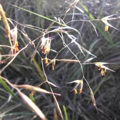 Rytidosperma pallidum (Red-anther Wallaby Grass) at Majura, ACT - 19 Nov 2017 by SilkeSma