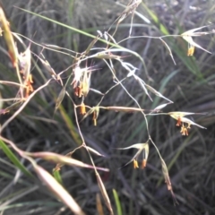 Rytidosperma pallidum (Red-anther Wallaby Grass) at Majura, ACT - 18 Nov 2017 by SilkeSma